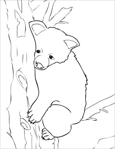 Brown Bear Cub Coloring Page